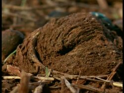 CU Trapdoor Spider unsuccessfully trying to catch passing beetle, Africa Stock Footage
