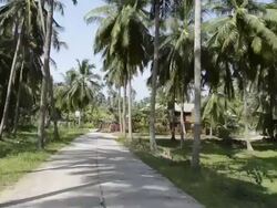 MS POV Shot of palmtree plantation near Laem Set Beach / Laem Set, Ko Samui, Thailand    Stock Footage