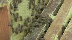 Extraction of honeycomb Stock Footage