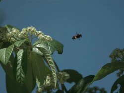 High speed Bee Taking off from flowers Stock Footage