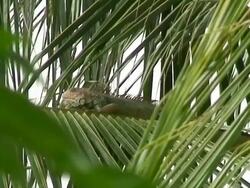 Shakin shaking head!! Stock Footage