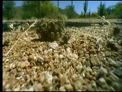 Diadasia rinconis bee ball, bees mating (males engulfing female), Sonoran desert, USA Stock Footage