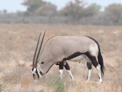 MS TS Shot of Oryx feeding   / Central Kalahari Game Reserve, Botswana Stock Footage