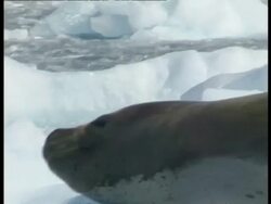 MS Adelie penguin colony waddling toward water, Leopard seal watches, sequence, Antarctica Stock Footage
