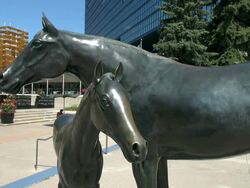 MS Statues of horses at City Hall / Calgary, Alberta, Canada Stock Footage