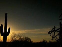 Tall Saguaro cactus silhouetted against sunset in desert Stock Footage