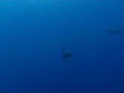 WS TS Shot of Single bull or Zambezi shark swimming with remora / Matola, Maputo, Mozambique Stock Footage