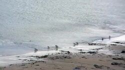 View of the beach while piping plover chicks run back and forth. Stock Footage