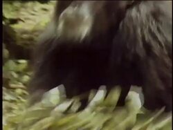 CU, MS, Chimpanzee (Pan troglodytes) running in forest, Gombe Stream National Park, Tanzania Stock Footage