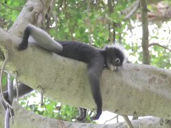 Dusky Leaf Monkey Stock Footage