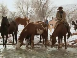 PAN Cowboy on horseback standing at stream as herd of horses and dog are drinking water / Shell, Wyoming, United States Stock Footage