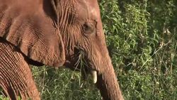 VOICED : Orfanato para elefantes News Clip