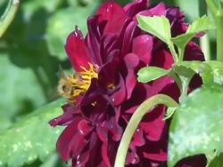 Bee in the flowers Stock Footage