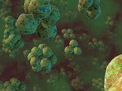 Spherical bacteria. Animation of clumps of spherical bacteria (cocci). Typical cocci are Staphylococcus and Streptococcus bacteria, but there are many others as well Stock Footage