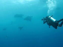 Underwater photographer takes photos with Manta in the sea Stock Footage