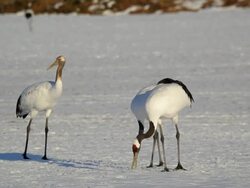 Red crowned Cranes, Hokkaido, Japan, Asia Stock Footage