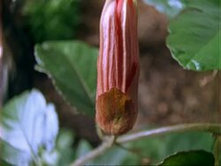 T/L red Passion flower opens and closes, natural background, CU, Panama. Stock Footage
