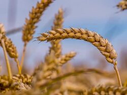 CU DS Wheat Ears Stock Footage