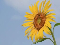 Bee On A Sunflower Stock Footage