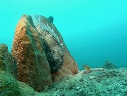 MS Shot of Devil fire fish hiding or resting upside down against coral / Matola, Maputo, Mozambique Stock Footage