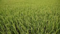terraced rice field in Tule Village Stock Footage