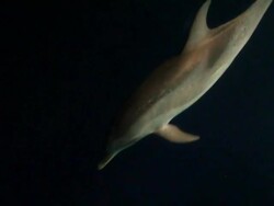 Wild Dolphins at night Stock Footage
