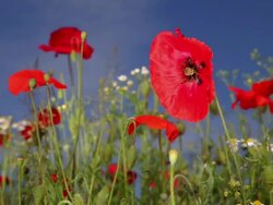 Poppy Flower Stock Footage
