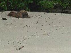 Hermit crabs running Stock Footage