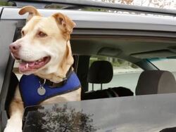 Dogs in Car Window Stock Footage