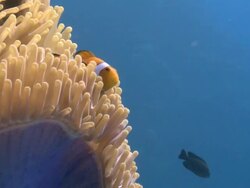 Clown anemone fish (Amphiprion ocellaris) in anemone. Defence strategy  Stock Footage