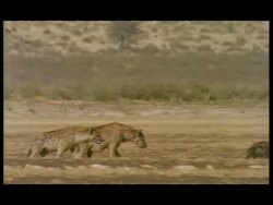 MS Pan right, Family of Spotted Hyenas (Crocuta crocuta) walking through scrub, Botswana Stock Footage