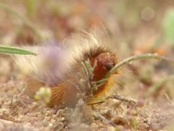 MS shot of of Hairy orange caterpillar moving along stony ground / Namaqualand, Northern Cape, South Africa Stock Footage