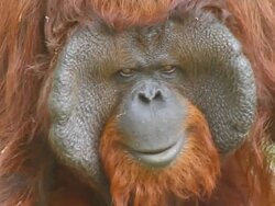 Orangutan face Stock Footage