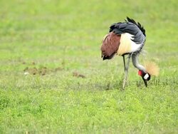 crowned crane,africa,crane,east african crowned crane,bird,safari animals,crest,safari,standing,nature,animals in the wild,national bird,birds,animals and pets,profile,close-up,photography,beauty in nature,color image,green,wildlife,outdoors,masai mara,ke Stock Footage