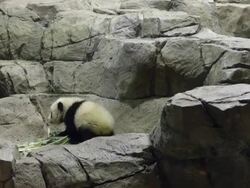 Panda Cub Bao Bao Makes Her Debut At Washington's National Zoo Stock Footage