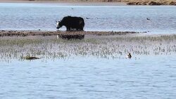 Tibetan Yaks (Bos grunniens) Stock Footage
