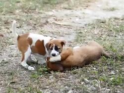 Two puppies playing Stock Footage