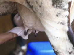 Farmer cleaning  cow dug udder Stock Footage
