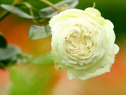 CU Shot of white rose in garden, Rosa / Konz, Rhineland-Palatinate, Germany Stock Footage
