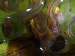 Close-up of the larva (tadpole) of a glass frog hatching from its egg, 19 days after it was laid. Stock Footage