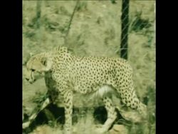SYND 19 10 80 CHEETAH RESEARCH CENTRE IN JOHANNESBURG Instructional Video