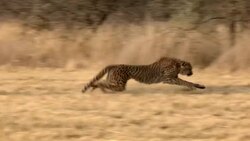 A cheetah on the hunt runs through the savanna. Stock Footage