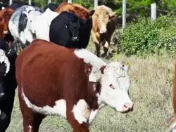 Herd of cattle walking in slow motion Stock Footage