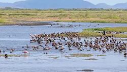 SLO MO Flock of tropical birds at waterhole Stock Footage