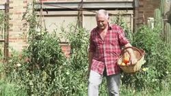Senior man picking tomatoes in his allotment Stock Footage