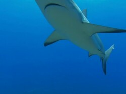 Caribbean reef sharks, Carcharhinus perezi, over reef, Bahamas  Stock Footage