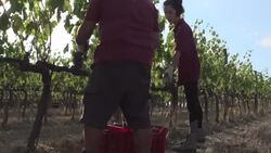 Mozart en los viñedos, ¿mejora la calidad del vino? News Clip