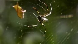 A spider removes a leaf from its web. Stock Footage
