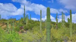 Sonoran desert time lapse Stock Footage