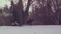 Horse and sleigh in the snow, 1908 - reenactment Stock Footage
